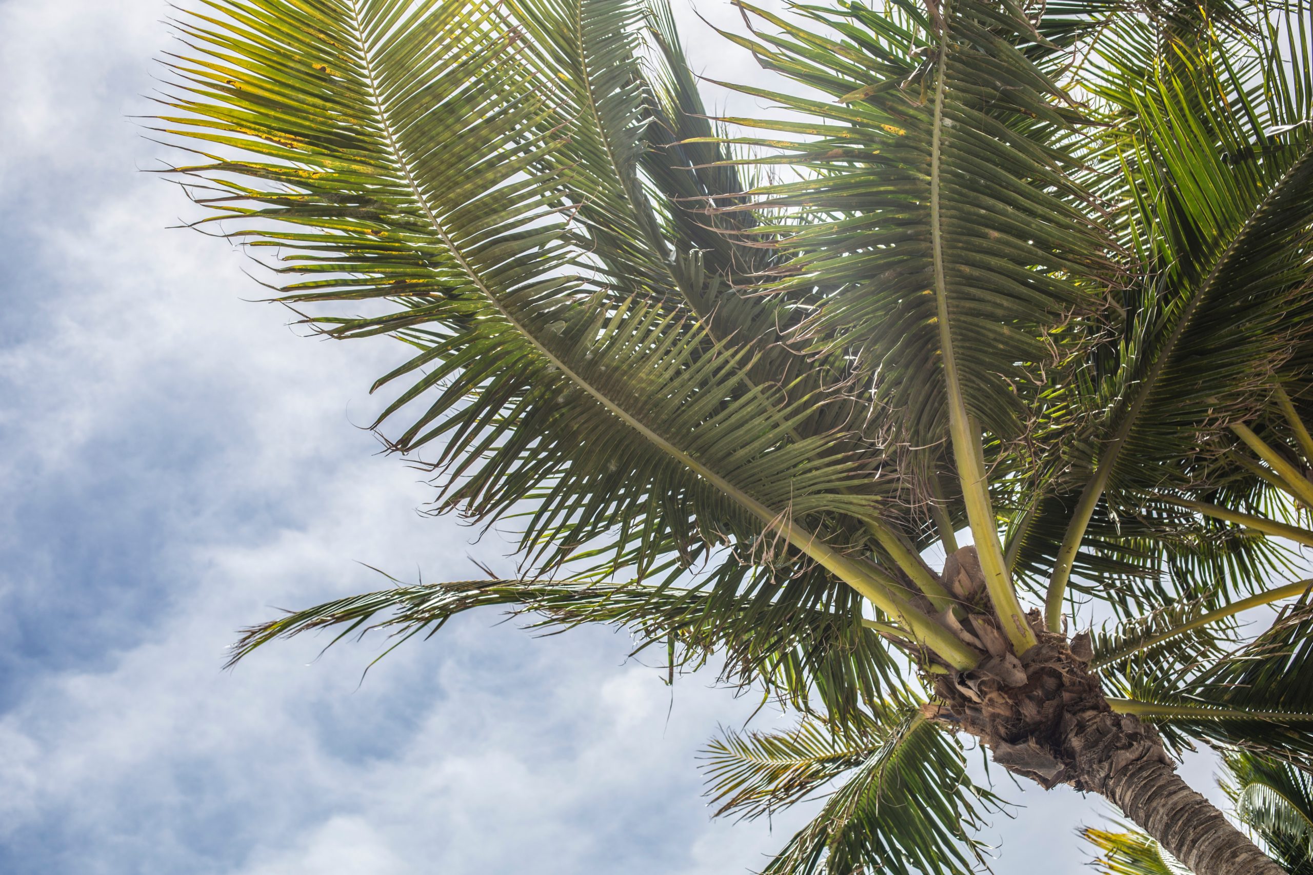 palm tree against cloudy sky